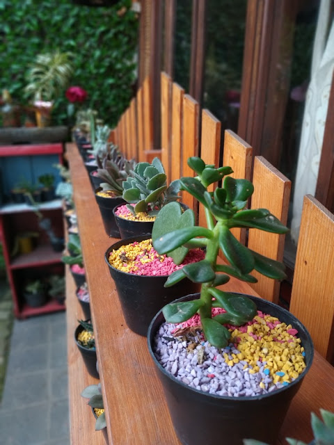 review kebun begonia lembang