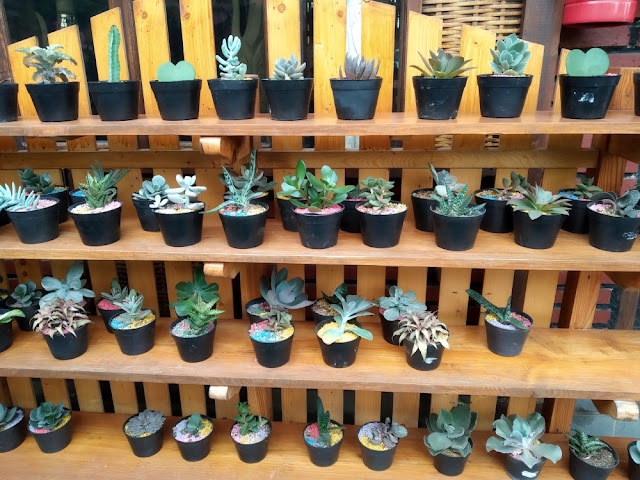 review kebun begonia lembang