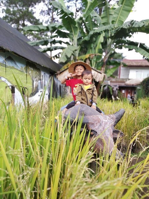 review kebun begonia lembang