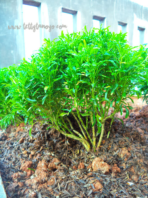 cara mengisi weekend di rumah