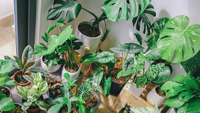 rekomendasi toko pot, tanaman, peralatan berkebun di citayam tajur halang kabupaten bogor