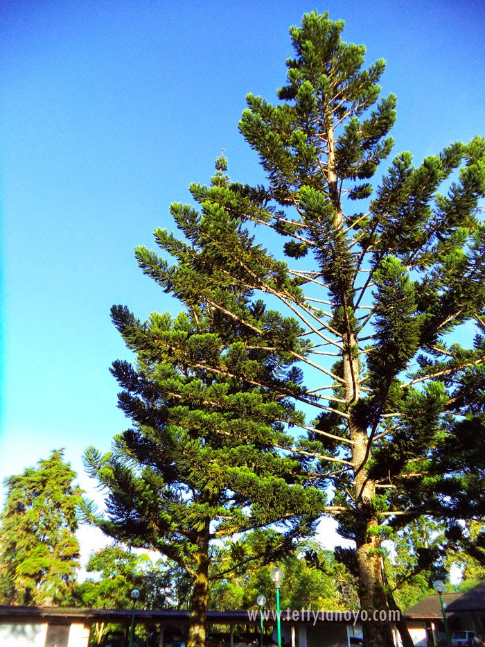 Perkebunan teh agrowisata gunung mas puncak bogor