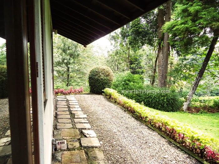 perkebunan teh agrowisata gunung mas bogor