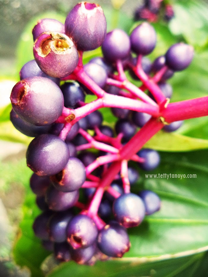 Perkebunan teh agrowisata gunung mas puncak bogor