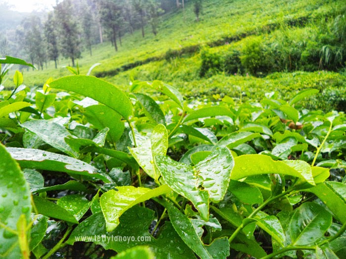 Perkebunan teh agrowisata gunung mas puncak bogor