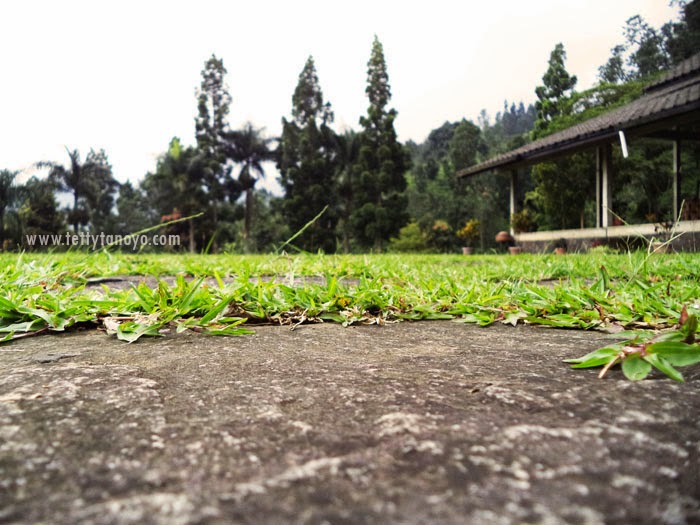 Perkebunan teh agrowisata gunung mas puncak bogor