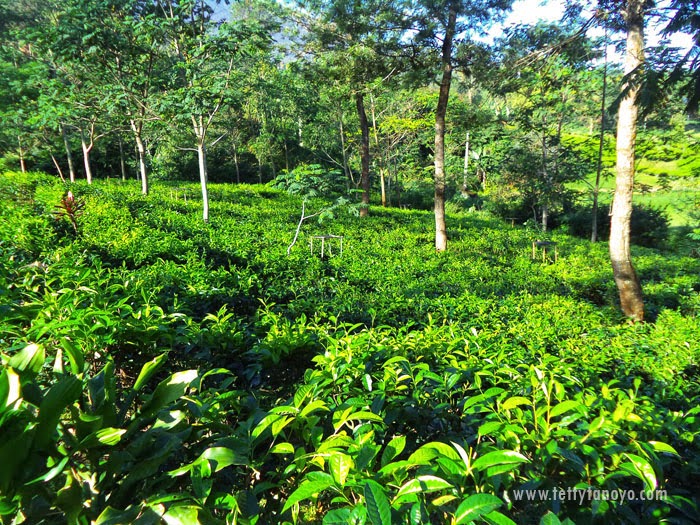 Perkebunan teh agrowisata gunung mas puncak bogor