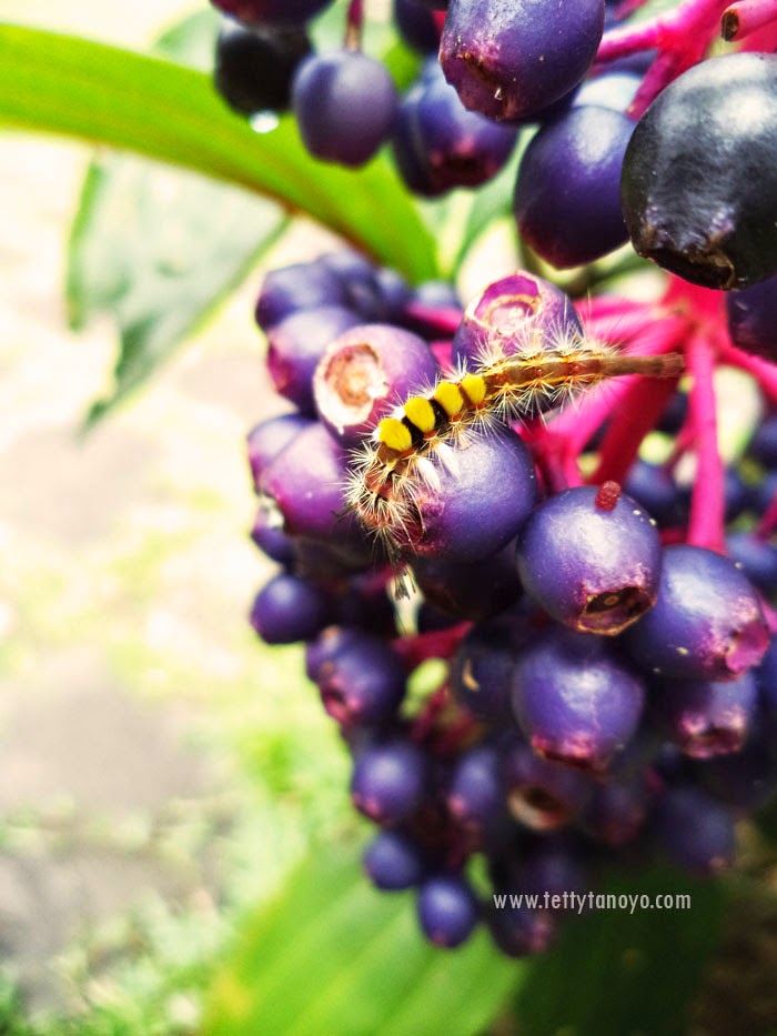 Perkebunan teh agrowisata gunung mas puncak bogor