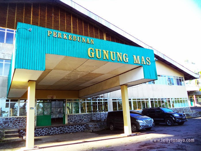 Perkebunan teh agrowisata gunung mas puncak bogor