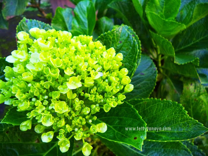 Perkebunan teh agrowisata gunung mas puncak bogor